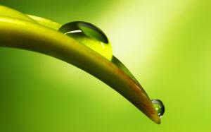 Leaf Water Drops Macro Green HD wallpaper thumb