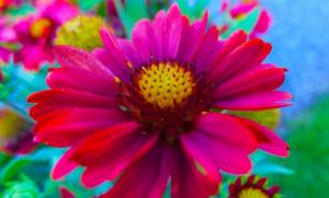 Flowers, Pink, Beautiful, Macro wallpaper thumb