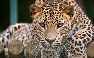 Leopard face close-up, eyes wallpaper thumb