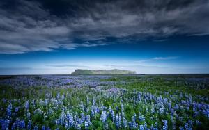 Nature, fields, mountains, blue flowers wallpaper thumb