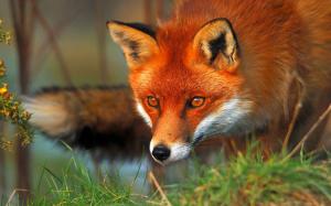 Red fox face and eyes wallpaper thumb