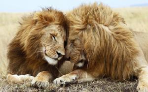 Animals, Lions, Big Cats, Male Lions, Affection wallpaper thumb