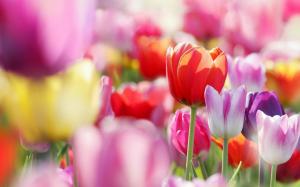 Colorful Tulips Field wallpaper thumb