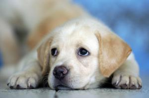 Cute Labrador Puppy :) wallpaper thumb