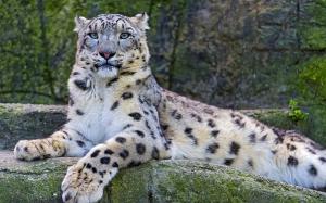 Snow leopard on the stone wallpaper thumb
