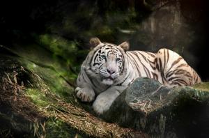 White tiger predator wallpaper thumb