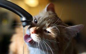 Cat drinking out of the faucet wallpaper thumb