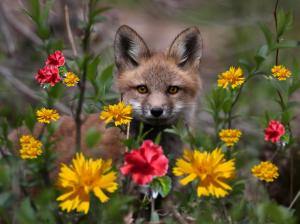 Small fox in flowers wallpaper thumb