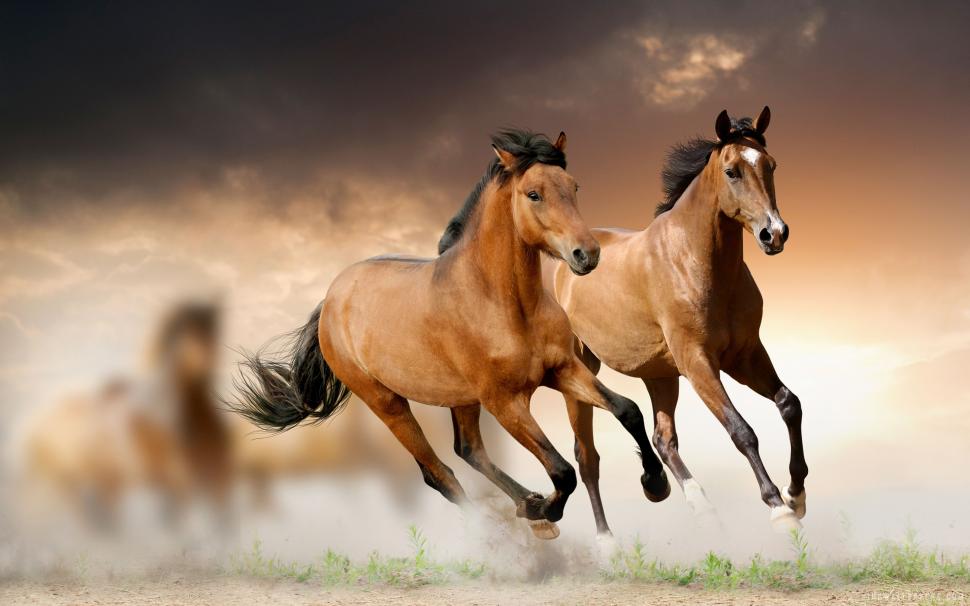 Running Horses wallpaper,horses HD wallpaper,running HD wallpaper,2880x1800 wallpaper