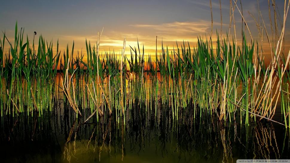 Cattails In Pond wallpaper,reflection HD wallpaper,pond HD wallpaper,cattails HD wallpaper,sunset HD wallpaper,nature & landscapes HD wallpaper,1920x1080 wallpaper