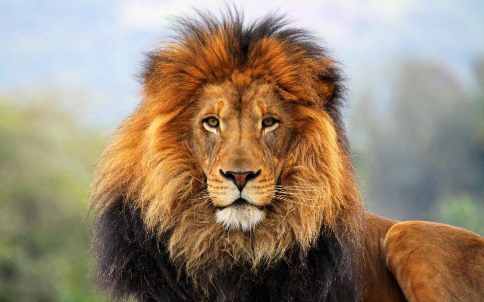 Big cats: Lions wallpaper,Big HD wallpaper,Cat HD wallpaper,Lion HD wallpaper,2560x1600 wallpaper