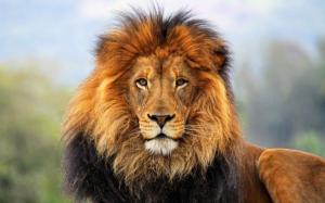 Big cats: Lions wallpaper thumb