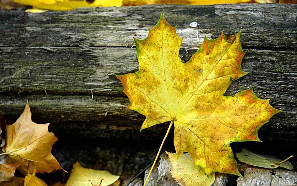 Autumn Leaf wallpaper,leaf HD wallpaper,autumn HD wallpaper,1920x1200 wallpaper