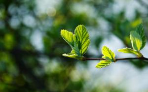 Spring, branch, green leaves buds, glare wallpaper thumb