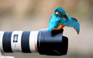 Kingfisher on the camera lens wallpaper thumb