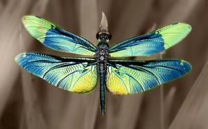 Iridescent dragonfly wings wallpaper thumb