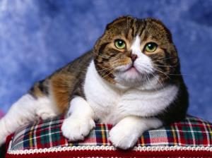 Scottish Fold Cat Photo Shoot wallpaper thumb
