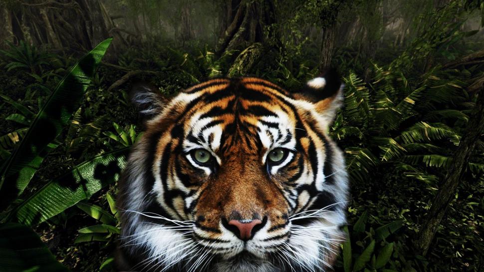 Jungle Tiger wallpaper,tiger HD wallpaper,jungle HD wallpaper,tigers HD wallpaper,animal HD wallpaper,animals HD wallpaper,1920x1080 wallpaper
