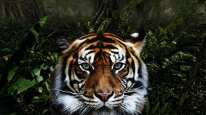 Jungle Tiger wallpaper thumb