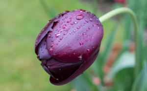 One purple tulip flower macro, water drops wallpaper thumb