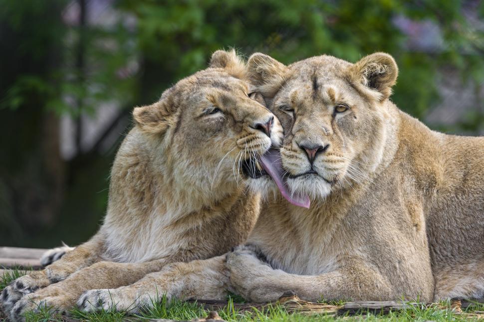 Couple lions in love wallpaper,lions HD wallpaper,Cat HD wallpaper,lion HD wallpaper,Love HD wallpaper,couple HD wallpaper,2048x1366 wallpaper