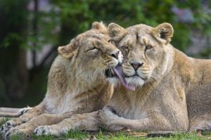 Couple lions in love wallpaper thumb
