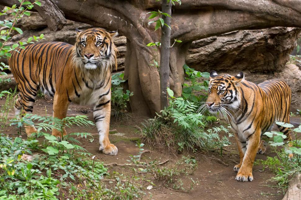 Couple of tigers wallpaper,grass HD wallpaper,couple HD wallpaper,Cat HD wallpaper,Sumatran HD wallpaper,tiger HD wallpaper,2048x1363 wallpaper