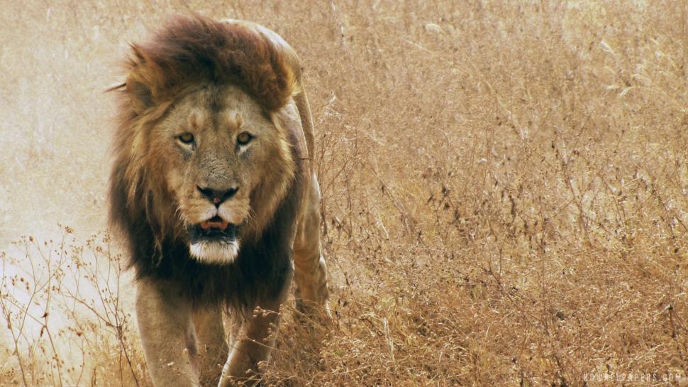 Lion The King of Forest wallpaper,lion HD wallpaper,king HD wallpaper,forest HD wallpaper,1920x1080 wallpaper