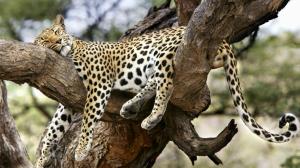 Leopard in Tree HD wallpaper thumb