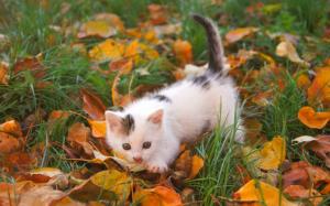 Kitten in the leaves wallpaper thumb