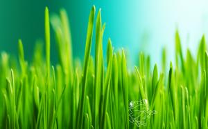 Grass Nature  Free Download wallpaper thumb