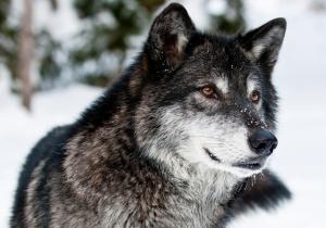 wolf, predator, face, eyes wallpaper thumb