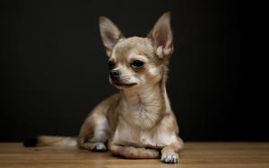 Chihuahua Dog  Best Desktop Images wallpaper thumb