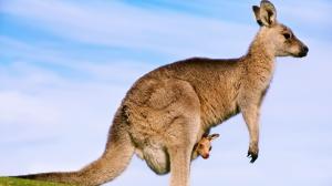 kangaroo, baby, background, profile wallpaper thumb