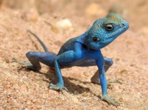 *** Blue Chameleon *** wallpaper thumb