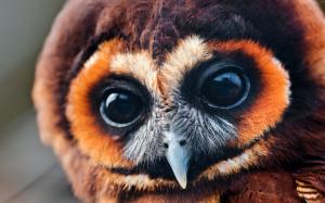 Owl wallpaper thumb