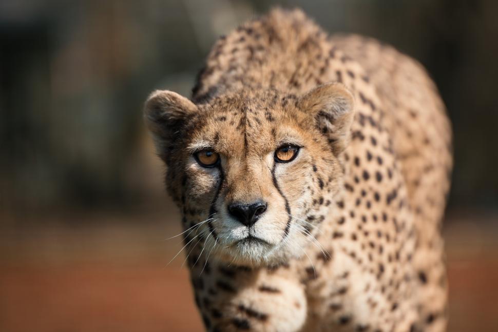 Cheetah eyes wallpaper,cheetah HD wallpaper,eyes HD wallpaper,predator HD wallpaper,wildlife HD wallpaper,2048x1367 wallpaper
