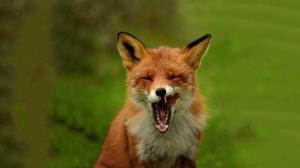 Fox yawn wallpaper thumb