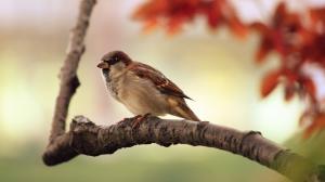 Sparrow on a Branch wallpaper thumb