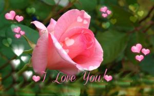 I Love You! ~ Pink Rose For Valentine's Day wallpaper thumb