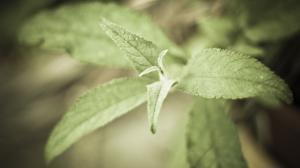 Macro Green Plant Leaf Leaves HD wallpaper thumb