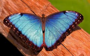 Blue butterfly, wood wallpaper thumb