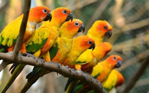 Beautiful birds, yellow parrots wallpaper thumb