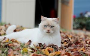 Autumn leaves, white cat wallpaper thumb