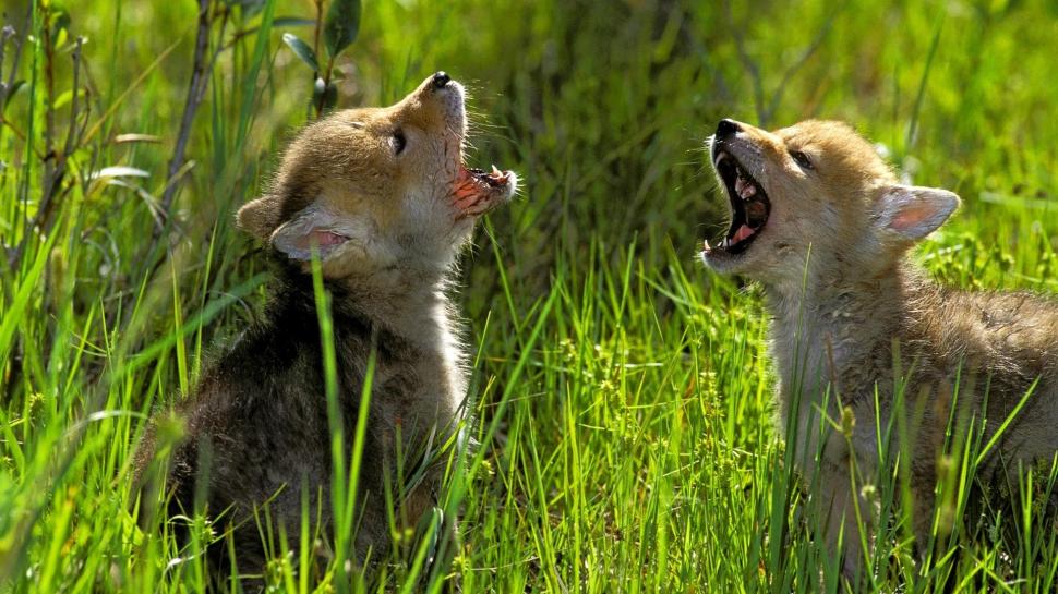 Learning To Howl wallpaper,north america HD wallpaper,puppy HD wallpaper,canadian rockies HD wallpaper,british columbia HD wallpaper,predator HD wallpaper,sitting HD wallpaper,animals HD wallpaper,wild dog HD wallpaper,cani HD wallpaper,1920x1080 wallpaper