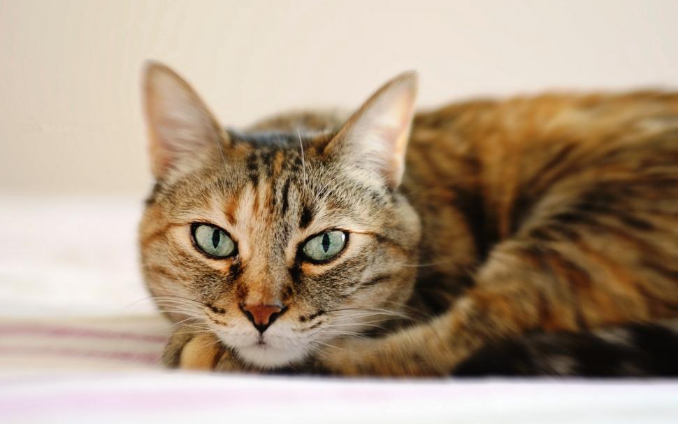 Tabby cat, lying, face close-up wallpaper,Tabby HD wallpaper,Cat HD wallpaper,Lying HD wallpaper,Face HD wallpaper,1920x1200 wallpaper