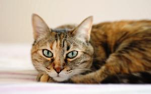 Tabby cat, lying, face close-up wallpaper thumb