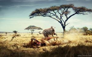 Zebra Wild Lion wallpaper thumb