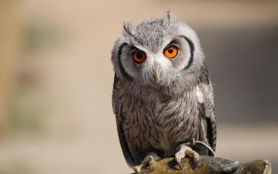 Beautiful Owl Close-Up Bird wallpaper,beautiful HD wallpaper,close-up HD wallpaper,bird HD wallpaper,2560x1600 wallpaper