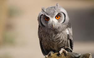Beautiful Owl Close-Up Bird wallpaper thumb